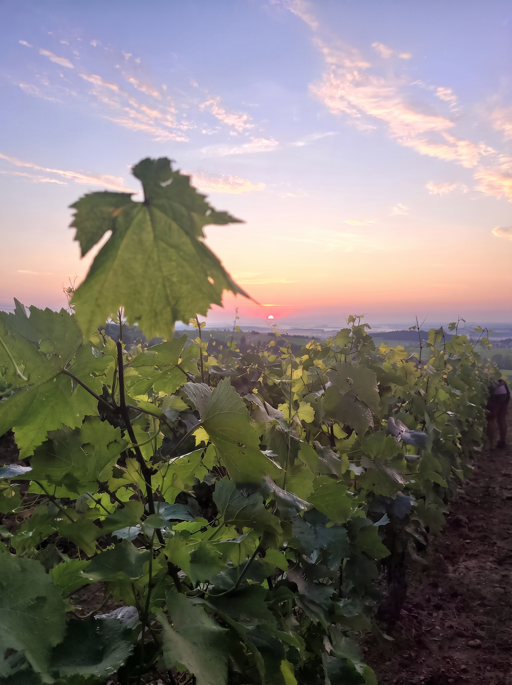 Feuilles de vigne au soleil levant